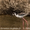Echasse Blanche (LC200)
