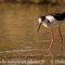 Echasse Blanche (LC202)