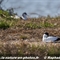 Avocette Elégante (LC 227)