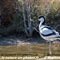 Avocette Elégante (LC 225)