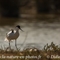 Avocette Elégante (LC 207) 