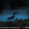 Avocette Elégante (LC 204)