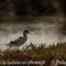 Avocette Elégante (LC 222)