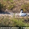 Avocette Elégante (LC214)