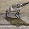 Bécasseau  Sanderling (LC172)