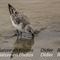 Bécasseau  Sanderling (LC173)