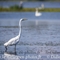 Grande Aigrette (HC159)