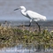 Aigrette Garzette ( HC165)