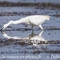 Aigrette Garzette ( HC158)