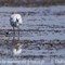 Aigrette Garzette ( HC166)