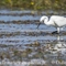 Aigrette Garzette ( HC170)