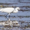 Aigrette Garzette ( HC173)