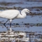 Aigrette Garzette ( HC167)