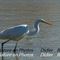 Grande Aigrette (HC13)