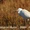 Aigrette Garzette (HC26)