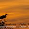 Héron Cendré et coucher de soleil en Camargue (HC35)