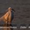 Bonne pioche....(Aigrette Garzette - HC6)