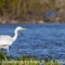 Grande Aigrette (HC177)