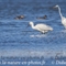 Spatule Blanche et grande Aigrette (HC178)