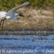 Aigrette Garzette ( HC182)