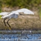 Aigrette Garzette ( HC183)