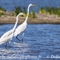 Grande Aigrette (HC185)