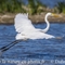 Grande Aigrette (HC186)