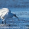 Aigrette Garzette ( HC188)