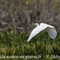 Aigrette Garzette (HC228)