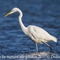 Grande Aigrette (HC189)