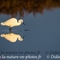 Aigrette Garzette ( HC190)