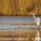 Grande Aigrette (HC192)