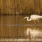 Grande Aigrette (HC194)