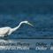 Grande Aigrette (HC 126)