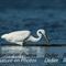 Grande Aigrette (HC 127)