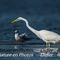 Grande Aigrette (HC 131)