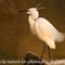 Aigrette Garzette (HC137)