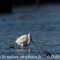 Aigrette Garzette (HC149)