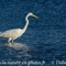 Grande Aigrette (HC 151)