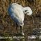 Aigrette Garzette, la toilette.... (HC79)