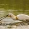 Spatule Blanche en Camargue ( HC82)