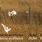 Aigrette Garzette (HC134)
